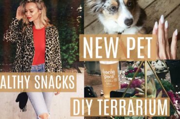 Healthy Snack Recipes + Adopting A Cat! | MEL WEEKLY #26