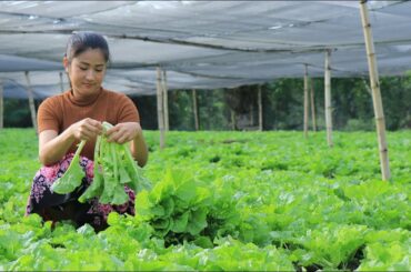 Fresh & Healthy Vegetable Dish - Taiwan Bok Choy Soup Recipe cooking by countryside life TV.