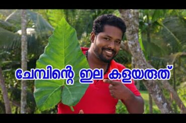 ചേമ്പിന്റെ ഇല കളയരുത് കൂട്ടുകാരെ | colocasia leaf recipe | Healthy Foods
