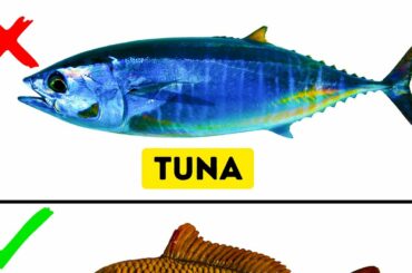 9 Kinds of Fish You Should Never Eat