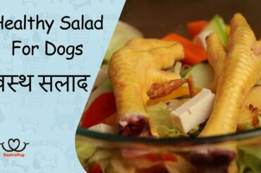 How To Make Healthy Salad For Dogs || Gastro Pup || Dog Food