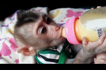 New recipes pumpkin & milk for Monkey Tom's snack.