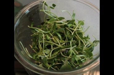 Healthy Micro Greens Salad Recipe