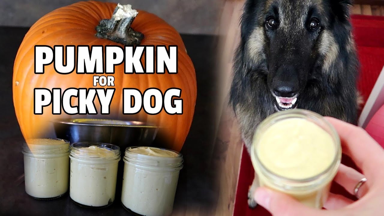 Pumpkin Halloween Recipe for a Picky Dog! Pumpkin Halloween Recipe for a Picky Dog!