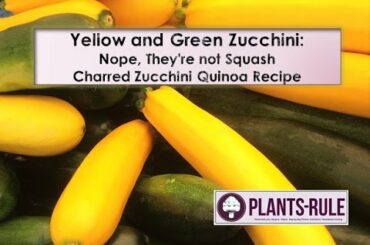 Green and Yellow Zucchini: Healthy Recipe ideas and Quinoa Salad link from Plants-Rule