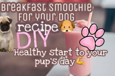 Healthy Dog Breakfast Recipe|DIY DOG SMOOTHIE