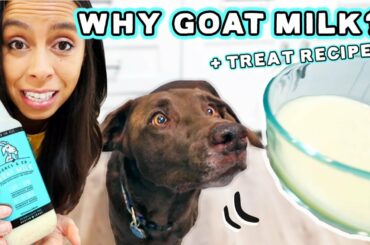 Goat Milk Healthy for Dogs?! + EASY Treat Recipe!!