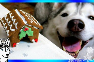 DIY GINGERBREAD DOG HOUSE for Christmas 🎄 | DIY Dog Treats | Snow Dogs Snacks 62