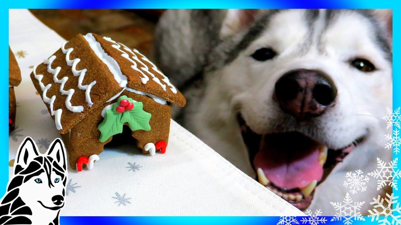 DIY GINGERBREAD DOG HOUSE for Christmas 🎄 | DIY Dog Treats | Snow Dogs Snacks 62 DIY GINGERBREAD DOG HOUSE for Christmas 🎄 | DIY Dog Treats | Snow Dogs Snacks 62