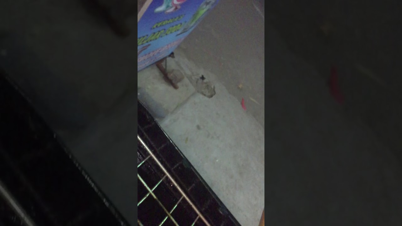 Chill and Chilli Yummy Healthy Food Parlor #coimbatore #food Chill and Chilli Yummy Healthy Food Parlor #coimbatore #food