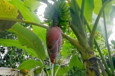 Village Fried banana flower recipe by Amma 💓 | Village Life and Healthy Food