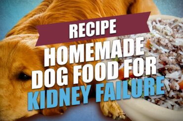 Homemade Dog Food for Kidney Failure Recipe (Healthy and Cheap)