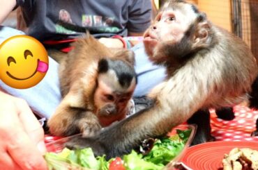 Capuchin Monkeys Share Healthy Salad!