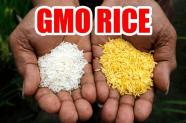 GMO Golden Rice, Corn, Soy, & Breakfast Cereal Causing Cancer. Goldenseal, Echinacea, Astragalus