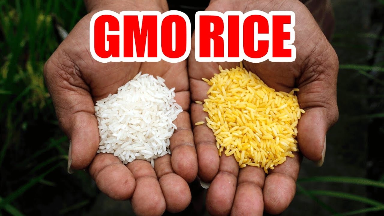 GMO Golden Rice, Corn, Soy, & Breakfast Cereal Causing Cancer. Goldenseal, Echinacea, Astragalus GMO Golden Rice, Corn, Soy, & Breakfast Cereal Causing Cancer. Goldenseal, Echinacea, Astragalus