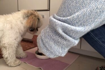 What Kind of Healthy Food that I cook for my Dog