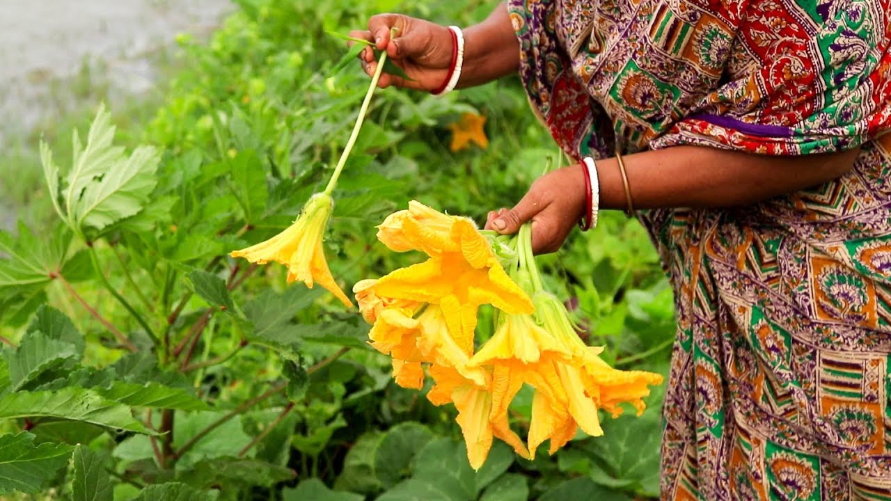 snacks recipe – Snacks recipes Indian – Indian recipes -very tasty pumpkin flower snacks recipe snacks recipe - Snacks recipes Indian - Indian recipes -very tasty pumpkin flower snacks recipe
