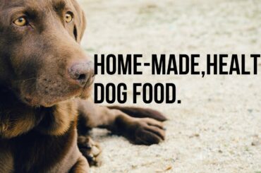 Home Made Healthy Dog Food That Is Easy and Cheap