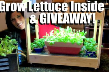 How to Grow Lettuce Indoors in the Winter & Grow Light Giveaway // Indoor Garden Series 🌱