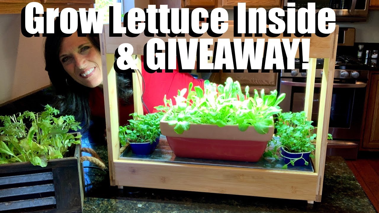 How to Grow Lettuce Indoors in the Winter & Grow Light Giveaway // Indoor Garden Series 🌱 How to Grow Lettuce Indoors in the Winter & Grow Light Giveaway // Indoor Garden Series 🌱