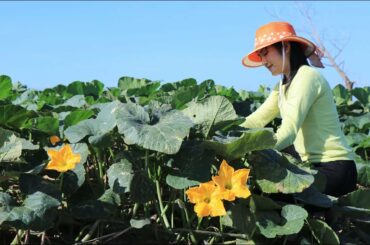 Green & Beautiful Pumpkin Farm in My Village - Easy & Healthy Food - By countryside life TV.