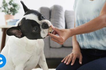 DIY Healthy Low Fat Dog Treats | Chewy