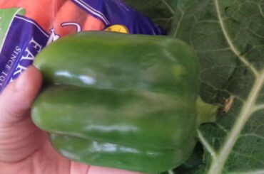 Cheap and healthy addition to a Thanksgiving meal!