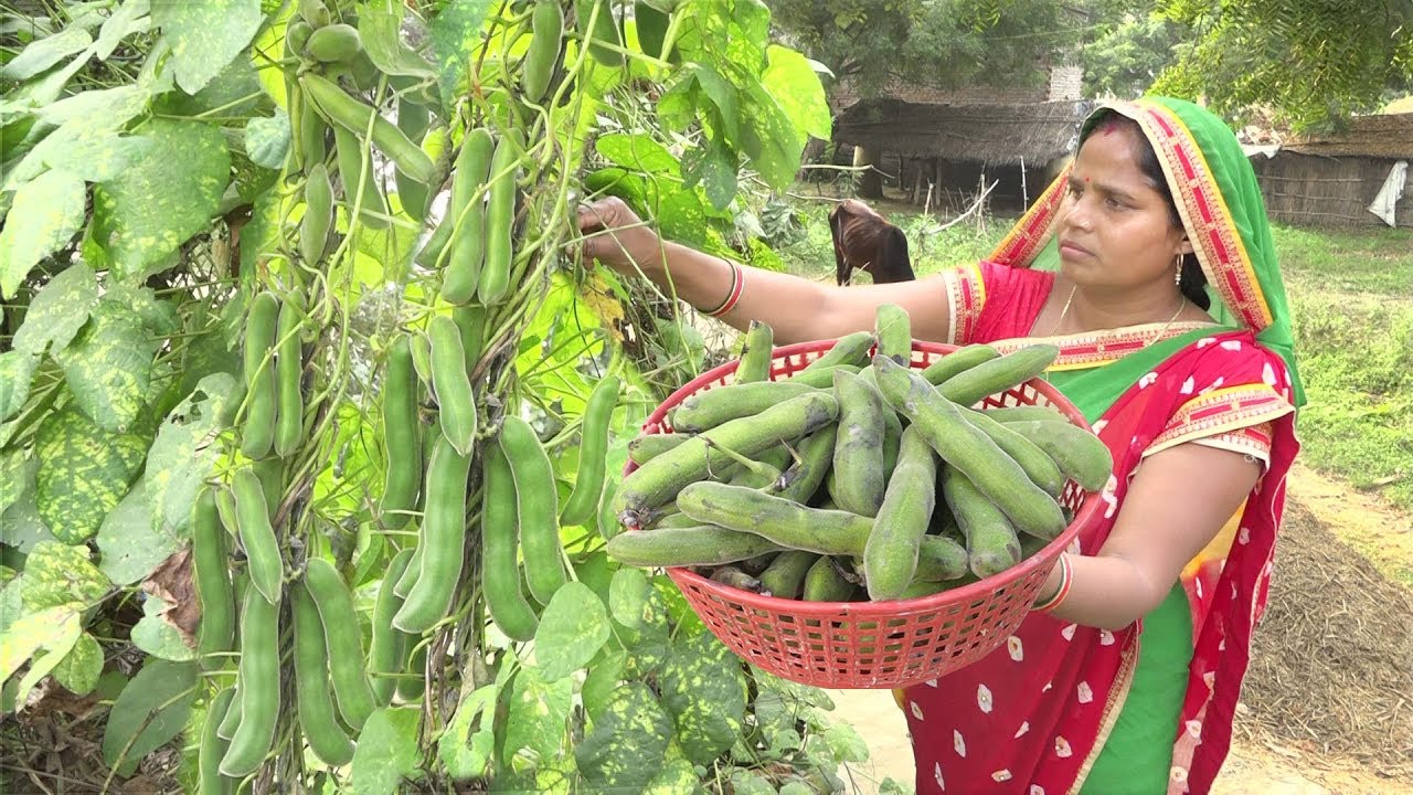 घरेलू कौंच की मसालेदार तरकारी जो आपको पता भी नहीं होगा HEALTHY FOOD of Mucuna Pruriens Recipe घरेलू कौंच की मसालेदार तरकारी जो आपको पता भी नहीं होगा HEALTHY FOOD of Mucuna Pruriens Recipe