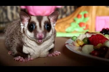 Thanksgiving Dinner For My Small Animals / Plus New Rescues!