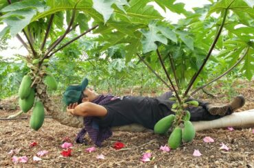 Breadfruit Fries most healthy fruit on Earth.  Vertical time zone leap!