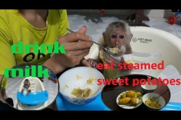 Mom makes snacks for baby monkey abu