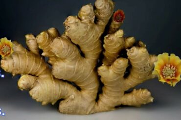 Moringa And Ginger Combination