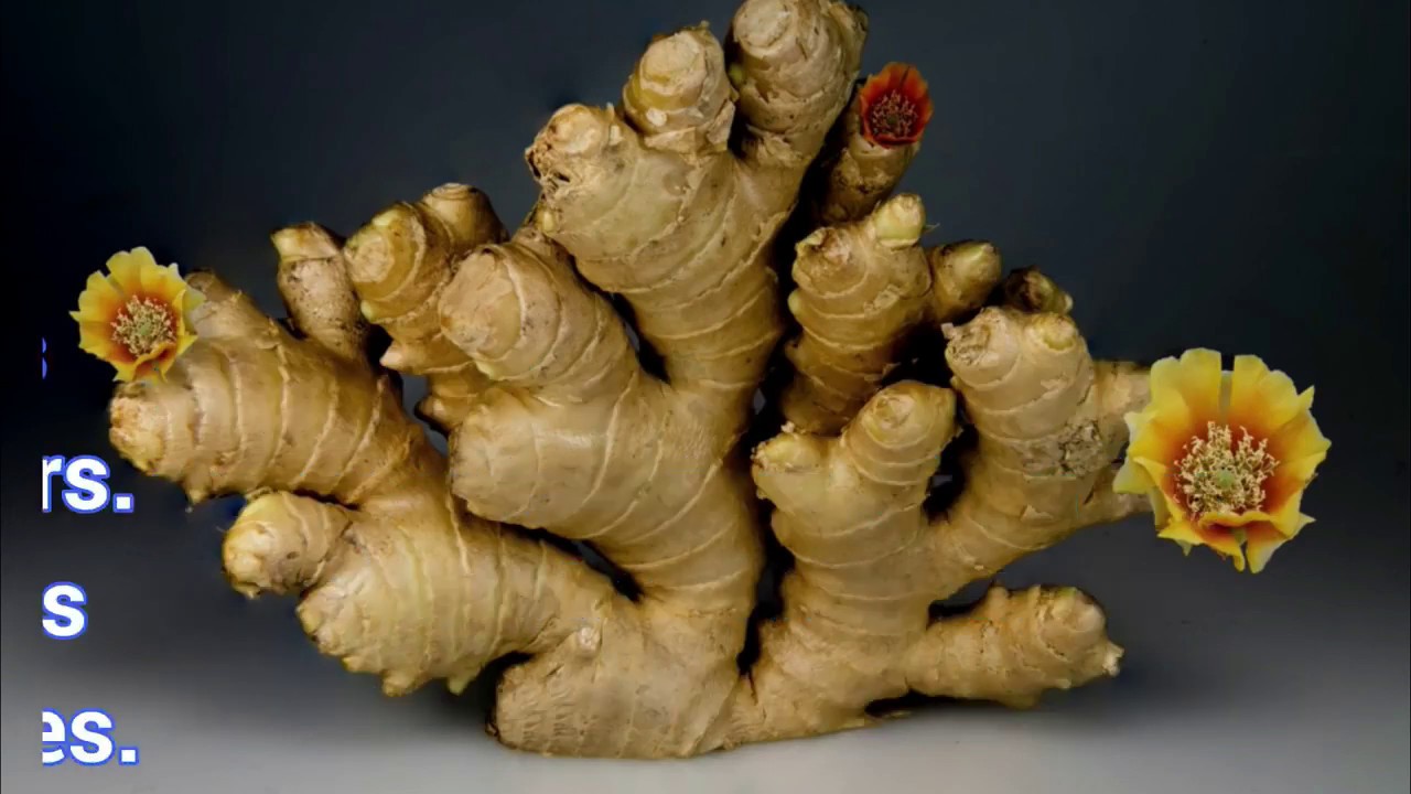 Moringa And Ginger Combination Moringa And Ginger Combination