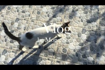 |Vlogmas| Eating Breakfast. Cooking. Coco’s Daily Life | Mona Song