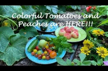 Tomatoes & Peaches Are Here! | Salad | Garden to Table | Summer Bounty | Homegrown