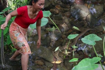 Life skills: Catch and Cook Snake on pan for Lunch food ideas - Cooking videos & eating food Ep 16