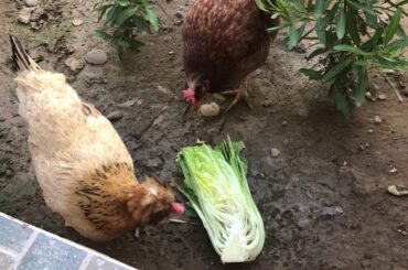 LETTUCE FOR CHICKENS | Summertime Snacks