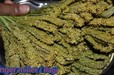 Finger Millet recipe..!!!! Delicious healthy village Ragi fry try in this way really tasty & healthy