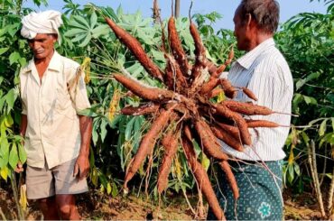Farm Fresh Casava Chips Making | Tapioca Chips Recipe | Casava Root Snacks | Tapioca Fry Recipe