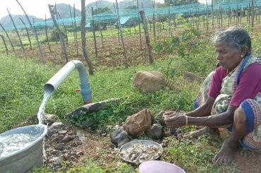 PRAWNS GRAVY Recipe Village cooking prawns masala/shrimp curry/ tasty and healthy village food