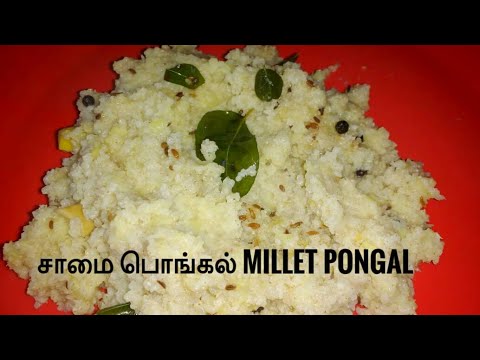 சத்தான சாமை வெண்பொங்கல் – samai ven Pongal – healthy millet recipes in Tamil – Zeenath's world சத்தான சாமை வெண்பொங்கல் - samai ven Pongal - healthy millet recipes in Tamil - Zeenath's world