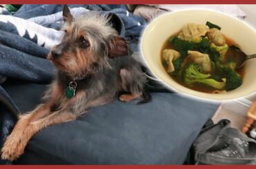 Wonton Soup Recipe EASY! VLOG 20