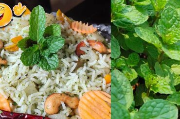 Pudina Rice In Telugu || Easy Prepare Lunch Box Pudina Rice || Healthy pudina rice Prepation ||