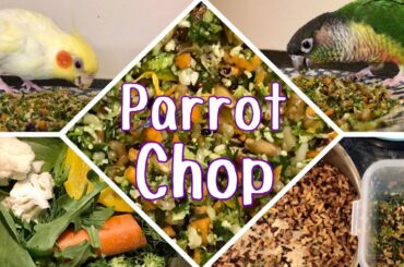 HOW I MAKE MY BIRDS’ CHOP | Healthy food for parrots