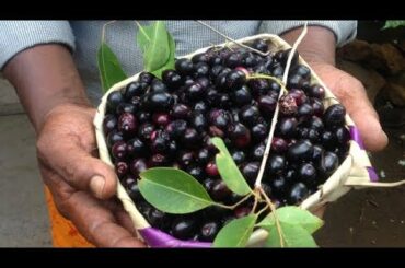 Healthy village food recipe | Damba fruit benefits | New Food Recipes | village life