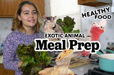 Meal Prep for 20+ Exotic Animals