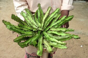 Winged bean recipe | healthy village food | New Food Recipes | village life | village cooking