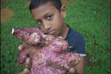 Yam (හිගුරල)  Curry Prepared by Amma/Pam mama's Kitchen/ Village Healthy Food