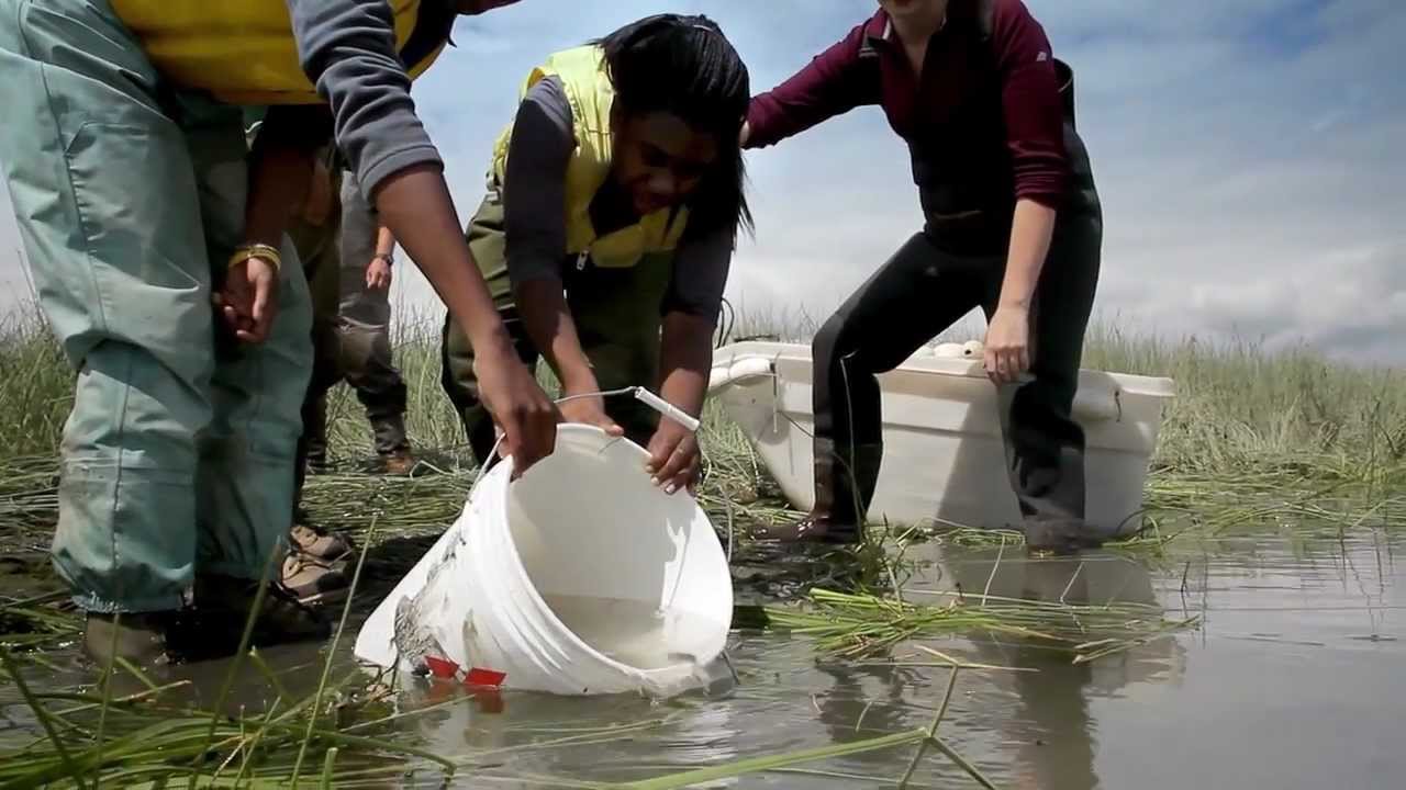 Salmon: Healthy Dinner, Healthy Forests Salmon: Healthy Dinner, Healthy Forests