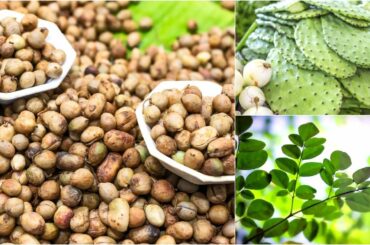 5 Super Healthy Foods in the World, The Future Foods